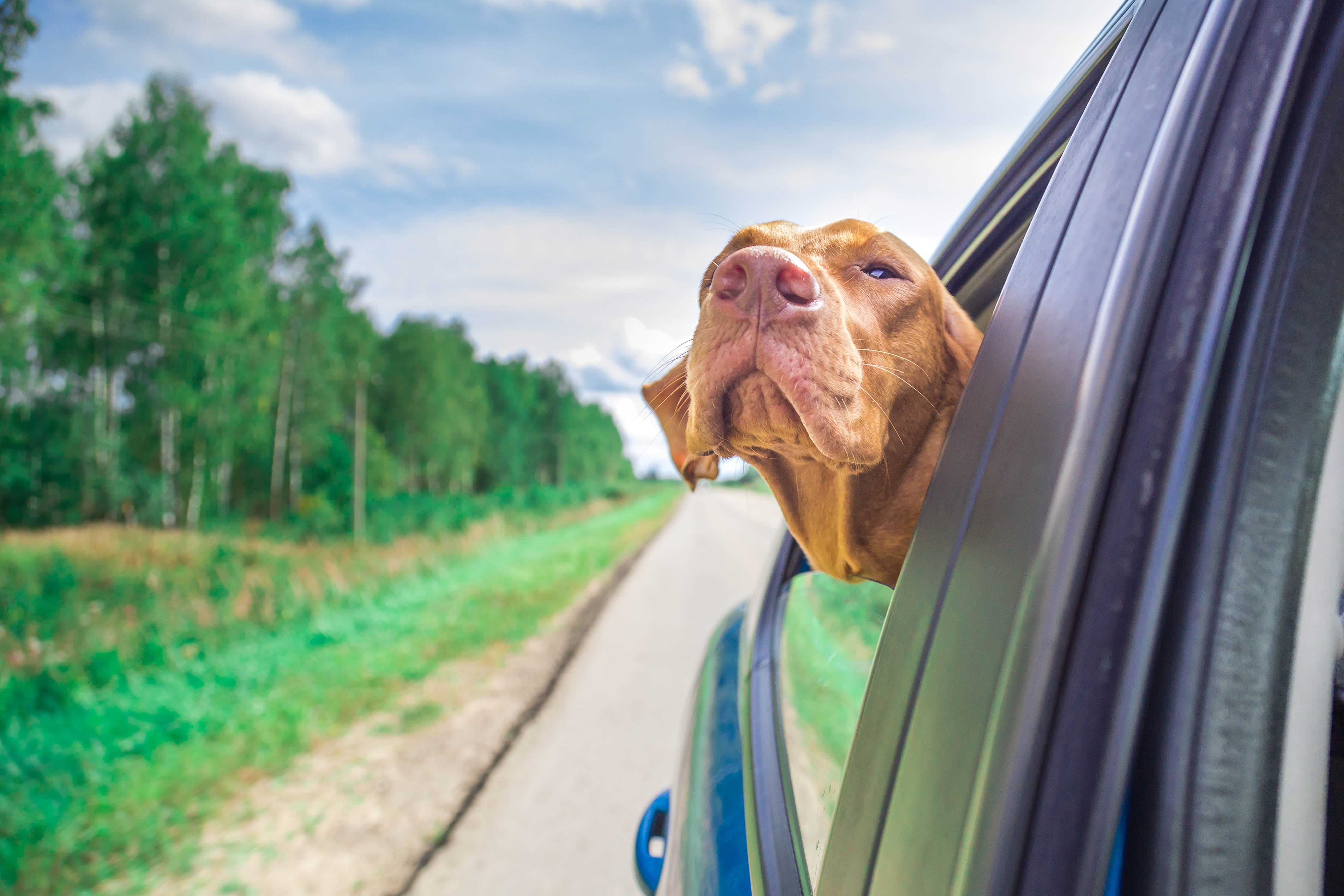 Holidays with reactive dogs 