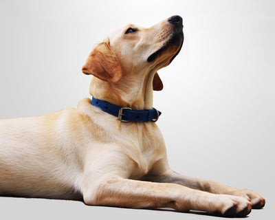 How To Train Your Dog By Yourself