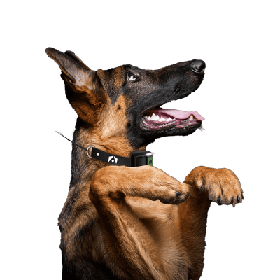 INVIROX GIFT CARD - INVIROX DOG TRAINING GEAR