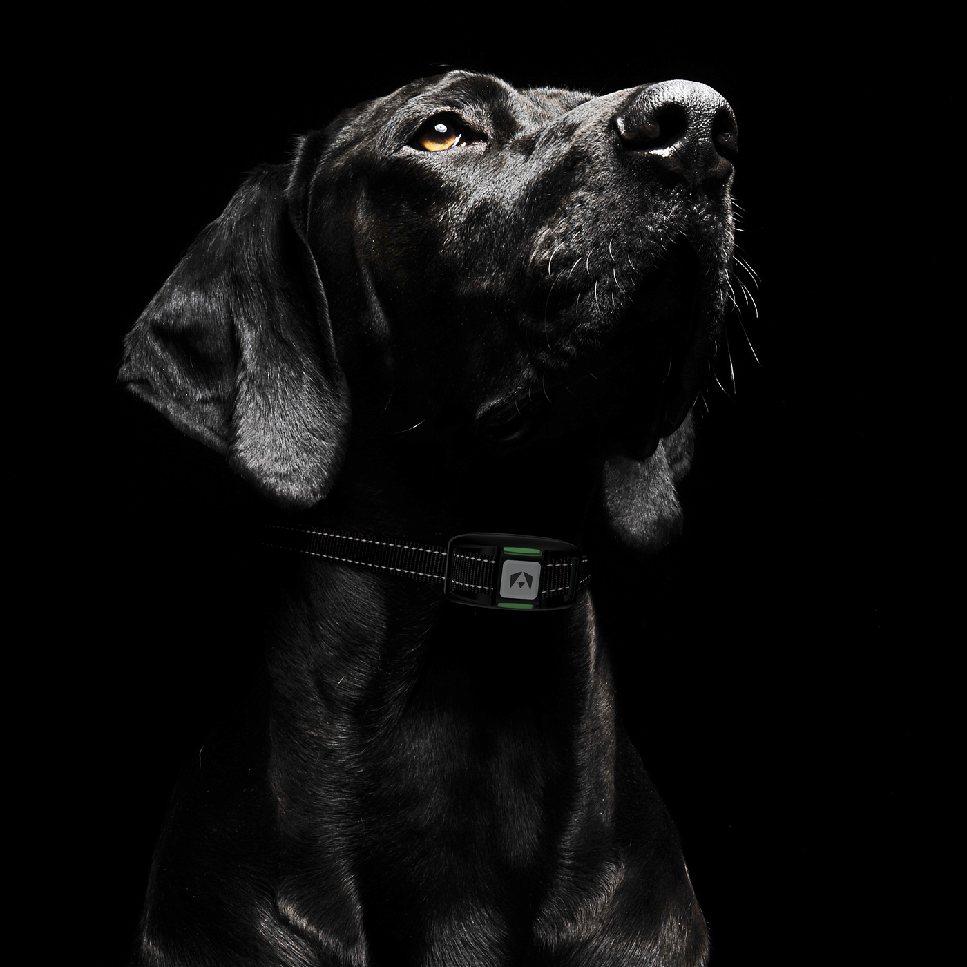 How to use a shock collar 
