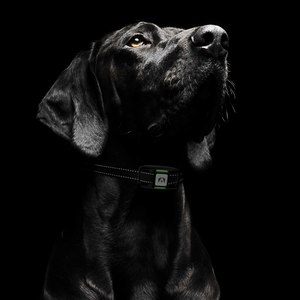 How to use a shock collar 