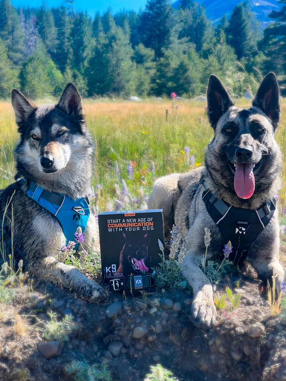 3 TRAINING VIDEO - INVIROX DOG TRAINING GEAR