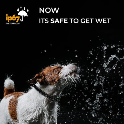 waterproof dog training collar