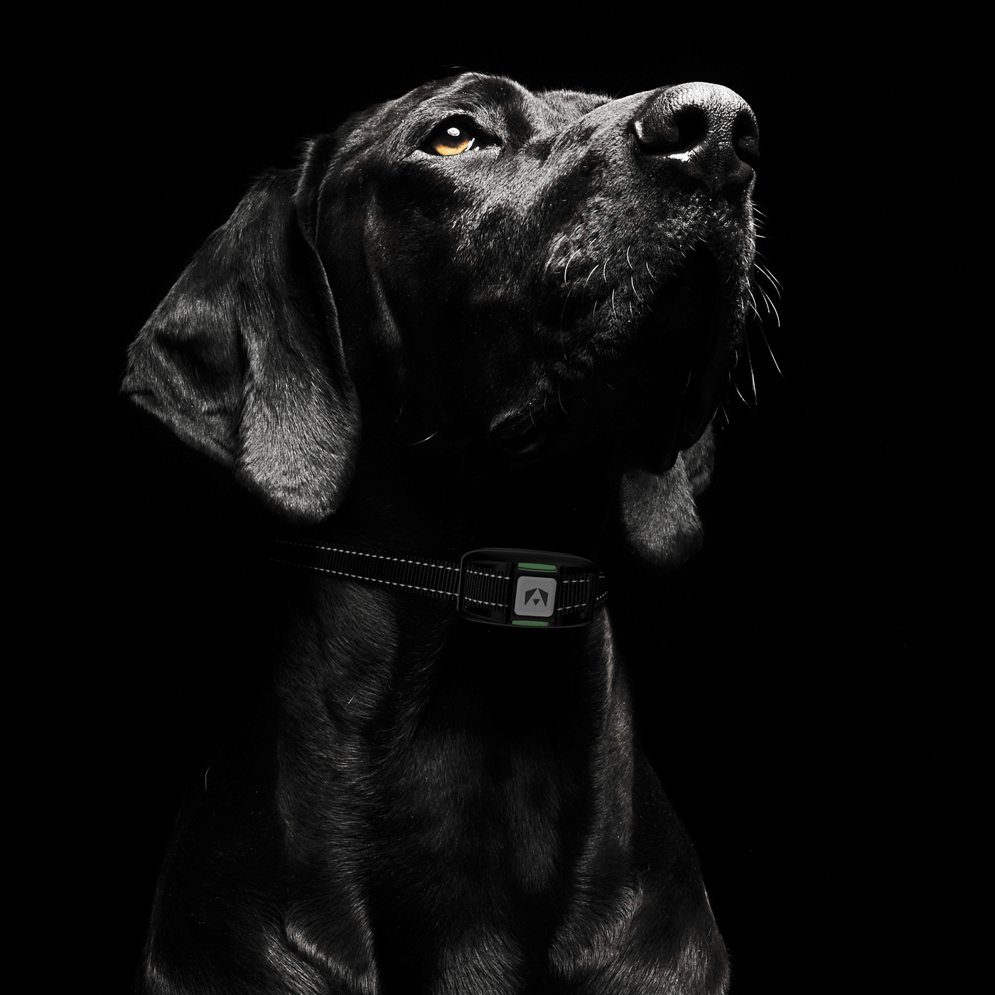 Collar de adiestramiento para perros INVIROX - Edición 2023