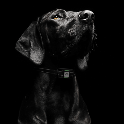 INVIROX Dog Training Collar - 2024 Edition