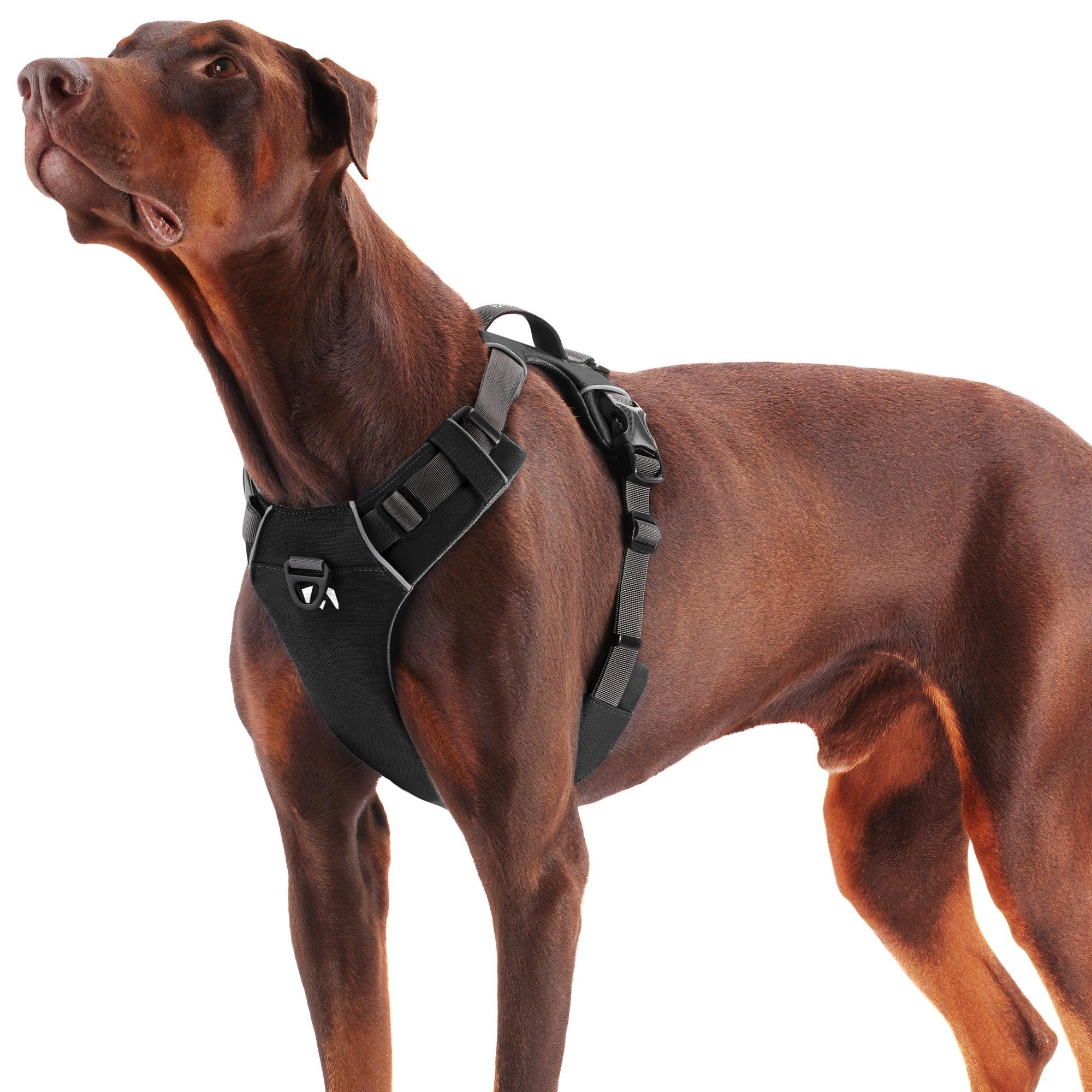 Training dog harness new arrivals